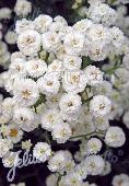 Achillea (Duizendblad) Ptarmica Noblessa